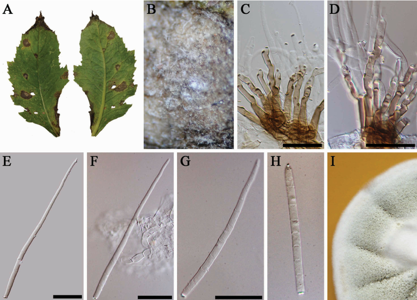 Cercospora sp.